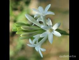 augmented_Polianthes tuberosa flower5_rotated_90.jpeg